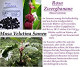 6x Musa Velutina Zwergbananen Original Samen Samen Hingucker Obst Pflanze Rarität Frische Original Samen 2016 #244
