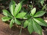 7 Blättrige Jiaogulan 25 Samen -Neuheit- Gynostemma pentaphyllum-7-leave