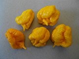 7 Pot Primo (Yellow) 10 Samen (Schärfer als Bhut Jolokia mit langem Stachel) "RARITÄT"