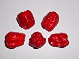 7 Pot Red Chili "Original-Strain" 10 Samen Ultrascharf (Schärfer als Bhut Jolokia)