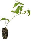 7 x Jiaogulan Pflanzen ' Kraut der Unsterblichkeit ' Gynostemma pentaphyllum Heilpflanze