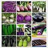 700PC weltweit umfassendste Vier Arten von Gemüse und Obst Samen. (RADISH, Auberginen, Paprika, Tomatensamen) Bunte Garten
