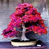 8 Arten Bonsai-Baum-Samen Seltene Maple Samen Pflanzen Topf Klage für DIY Hausgarten Japanischer Ahorn-Samen 20 PC / Kinds