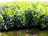 8 Stück Kirschlorbeer Heckenpflanze Novita 80cm