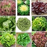 9 Arten - Schöne Salat Set - 2250 Samen