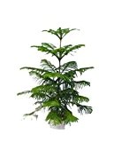 AAA 2016 50 Araucaria Samen Gartenpflanzen Bonsai Refreshing Samen Blattpflanzen Baumsamen