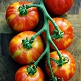 Absolute Neuheit! Tigerella Cherry-Tomate - hervorragend für kühle Gegenden - auch für den Balkon - sehr frühe Sorte - 20 ...