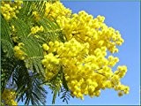 Acacia dealbata Silber-Akazie, Floristen Mimosa - Mimose 10 samens