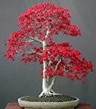 Acer palmatum atropurpureum - Roter Fächerahorn - Bonsai - 20 Samen