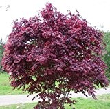 Acer palmatum Bloodgood - roter asiatischer Fächerahorn - verschiedene Größen - PALLETTENVERSAND INNERHALB DEUTSCHLAND (150+ cm - 50ltr.)