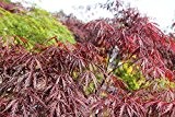 Acer palmatum Dissectum Garnet (Japanischer Roter Schlitzahorn Garnet) 30-40cm / 3l-Container (Bäume & Raritäten, Bäume)