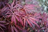 Acer palmatum Garnet- roter japanischer Fächerahorn - der meistverkaufte Ahorn WELTWEIT verschiedene Größen (50-60cm - 3ltr.)