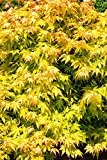 Acer palmatum Orange Dream - gelber asiatischer Fächerahorn - verschiedene Größen (60-80cm - 3 ltr.)