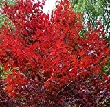 Acer Palmatum Redwine - roter asiatischer Fächerahorn - verschiedene Größen (70-90cm - 3Ltr.)