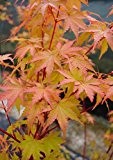 Acer palmatum Sangokaku - roter asiatischer Fächerahorn - verschiedene Größen (60-80cm - Ø 19 cm - 3 Ltr.)