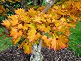 Acer shirasawanum Aureum - oranger japanischer Fächerahorn - verschiedene Größen (50-60cm - Topf 3 Ltr.)