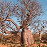 Adansonia digitata - afrikanischer Affenbrotbaum - 5 Samen