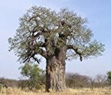 Adansonia digitata (Baobab) - 5 samen