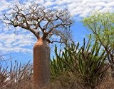 Adansonia fony - Baobab - 3 Samen