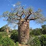 Adansonia fony (Baobab) - 5 Samen