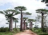 Adansonia perrieri - Affenbrotbaum von Perrier - Baobab - 3 Samen