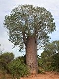 Adansonia za - afrikanischer Affenbrotbaum - Baobab - 3 Samen