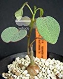Adenia isaloensis - Caudexpflanze - 5 Samen