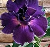 Adenium obesum Royal Purple - Wüstenrose Royal Purple - 3 Samen
