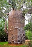 Affenbrotbaum Adansonia digitata, BAOBAB,BONSAI, 5 frische Samen
