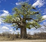 Affenbrotbaum - Adansonia Digitata - Samen