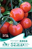 African Red Aubergine Gemüse Bio-Samen, Originalverpackung, 30 Samen / Pack, Äthiopien Solanum integrifolium Zier Seeds