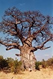 Afrikanische Affenbrotbaum (Adansonia digitata) 10 Samen