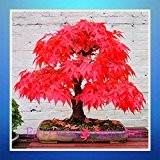 Ahornsamen, 20pcs / bag Japanischer Ahorn, roten Ahornbaum, seltene Bonsai Blumensamen, professionelle Packung Saatgut, Pflanzen für Hausgarten