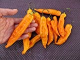 Aji Golden -10 Samen- Große Früchte und Top Ertrag