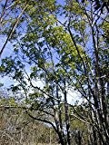 Akazie (Acacia mangium) 10 Samen -Pea Familie- -Selten-