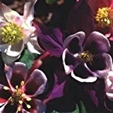 Akelei McKana Giant 100 Samen -schöne Farbe und zierliche, langen Spuren (Aquilegia McKana)