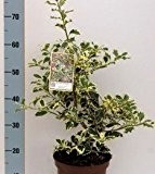 Alaska Stechpalme Ilex Silver Queen 30-40cm - Ilex aquifolium