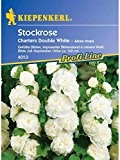 Alcea rosea Stockrosen Stockmalve Chaters Double White