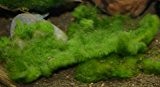 Algen im Miniteich oder im Aquarium oder im Gartenteich? Die Lösung - das Unterwassergras gegen Algen