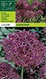 Allium " Albopilosum / christophii " (3)