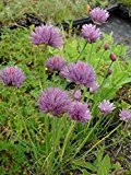 Allium schoenoprasum - Schnittlauch, 24 Pflanzen