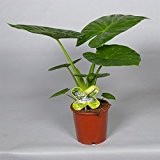 Alocasia Calidora , Alokasie, Zimmerpflanze ,Höhe 65cm+/-