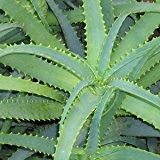 Aloe arborescens - 100 Samen