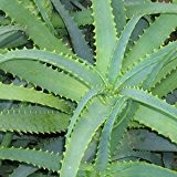 Aloe arborescens - 2 Pflanzen - 10-15 cm!