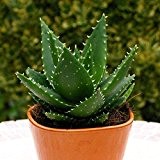 Aloe Mitriformis - 1 pflanze