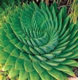 Aloe polyphylla - Spiral-Aloe - 3 Samen