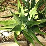 Aloe-Samen gemischt - Samen