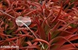 Aloe vanbalenii - Aloe - 10 Samen