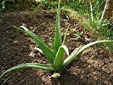 Aloe vera echte Aloe Pflanze 10cm kräftige Heilpflanze
