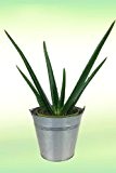 Aloe Vera Pflanze inklusive Zink-Übertopf
